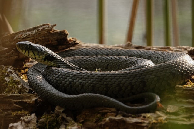 Black Mamba